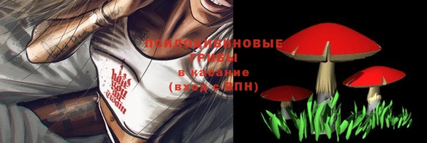 шишки Новодвинск