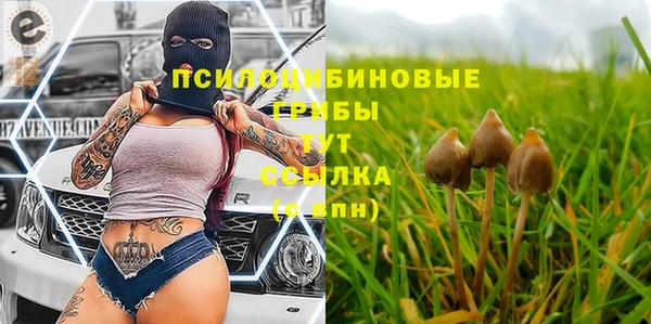 шишки Новодвинск